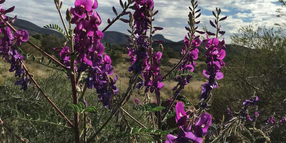 Purple wildflower